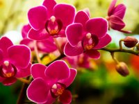 Orkide Nasıl Yetiştirilir, Bakımı Nasıl Yapılır?
